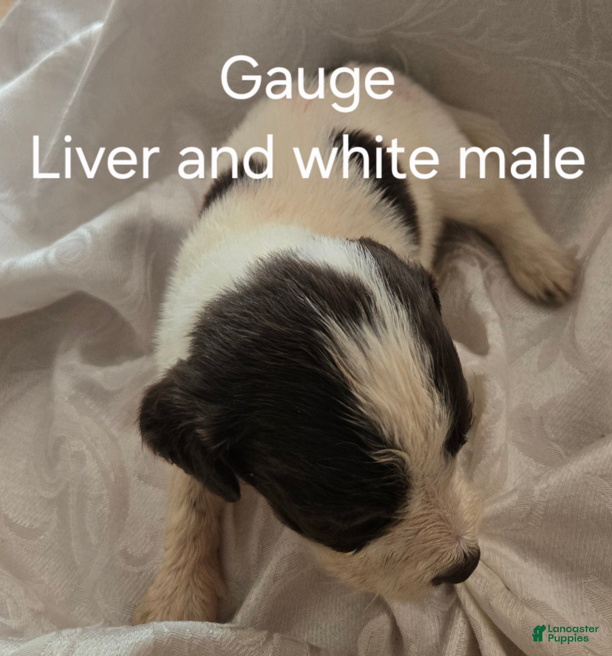 English Springer Spaniel dogs Gauge - Ad 1