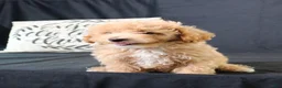Maltipoo dogs for sale: Milo - Ad 10