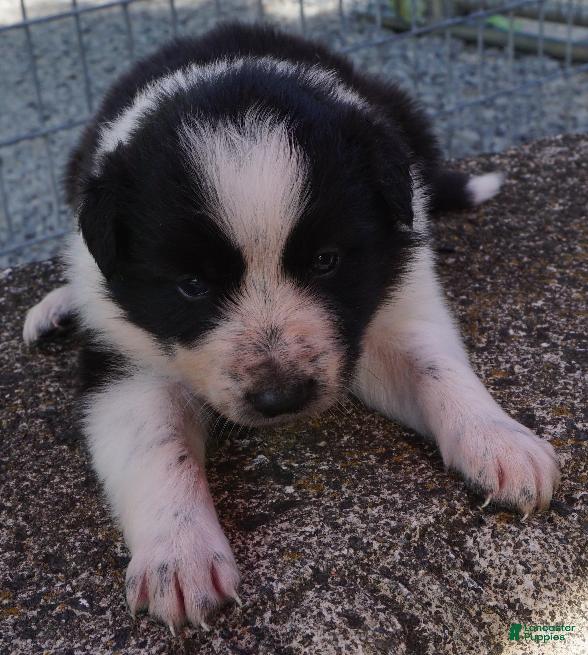 Border Collie dogs RORY - Ad 13