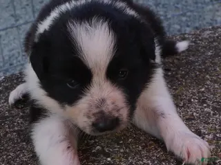 Border Collie dogs RORY - Ad 11