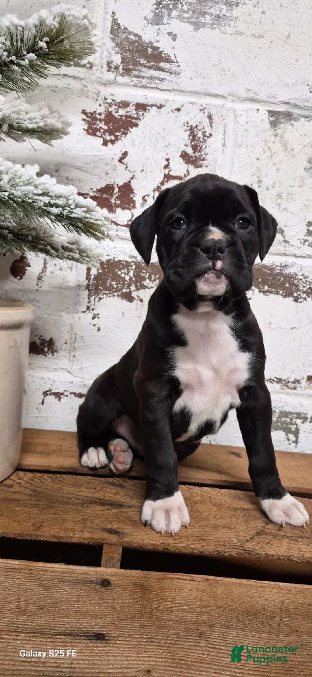 Boxer dogs for sale: Jasmine - Ad 2