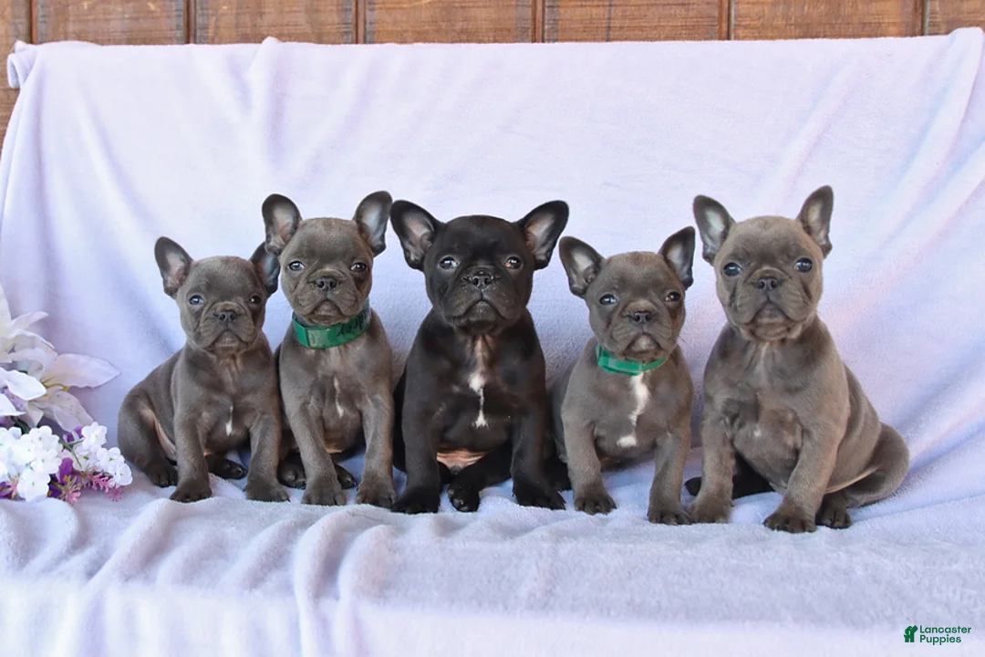 Frenchton dogs for sale: Audrey - Ad 2