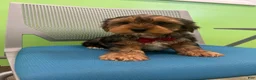 Yorkshire Terrier dogs for sale: Yorkshire Terrier Puppy 4 - Ad 2