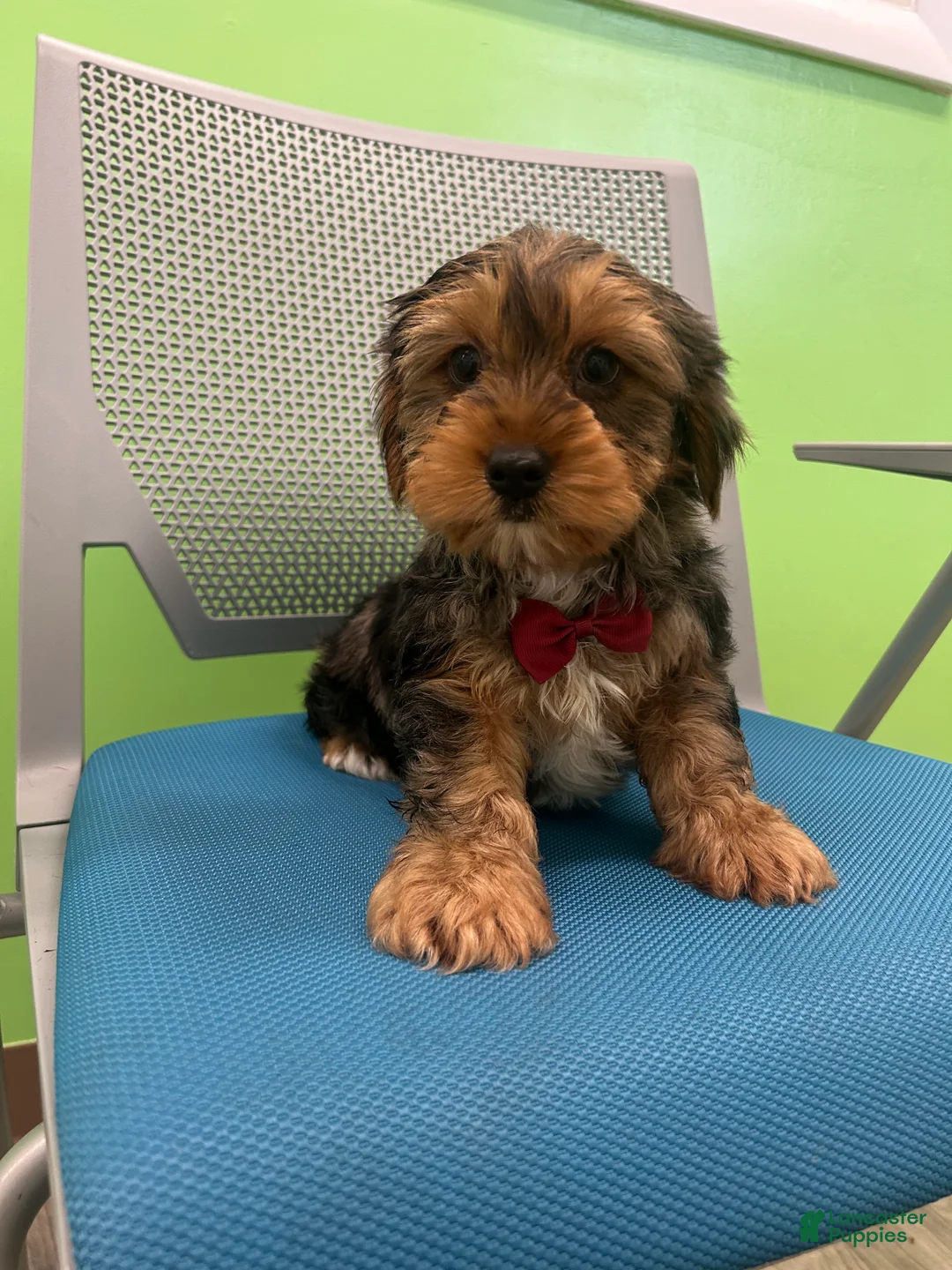 Yorkshire Terrier dogs for sale: Yorkshire Terrier Puppy 4 - Ad 2