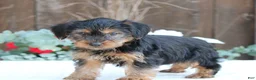 Yorkshire Terrier dogs for sale: Scout - Ad 4