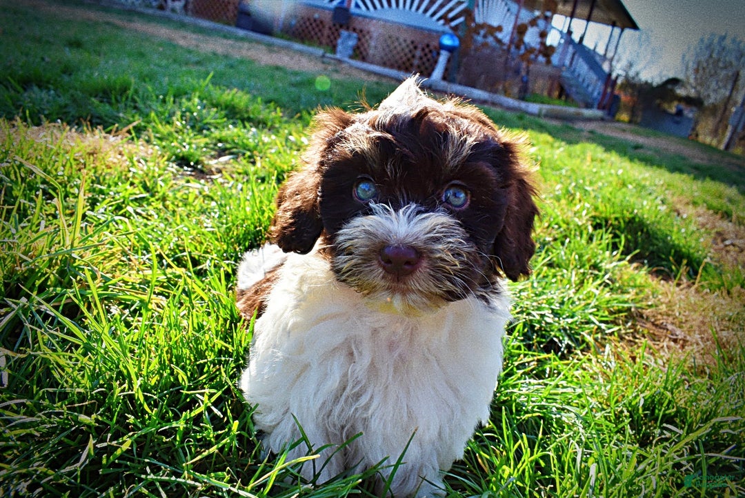 Havapoo dogs for sale: Precious - Ad 19