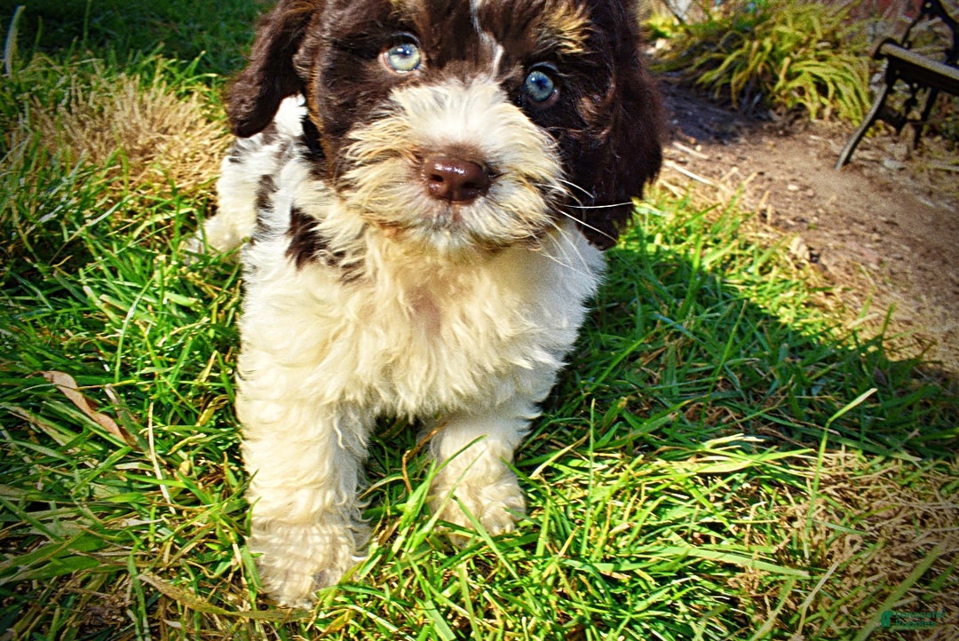 Havapoo dogs for sale: Presley - Ad 7