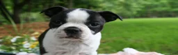 Boston Terrier dogs for sale: Tallie - Ad 3