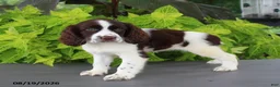 English Springer Spaniel dogs for sale: Macy - Ad 4