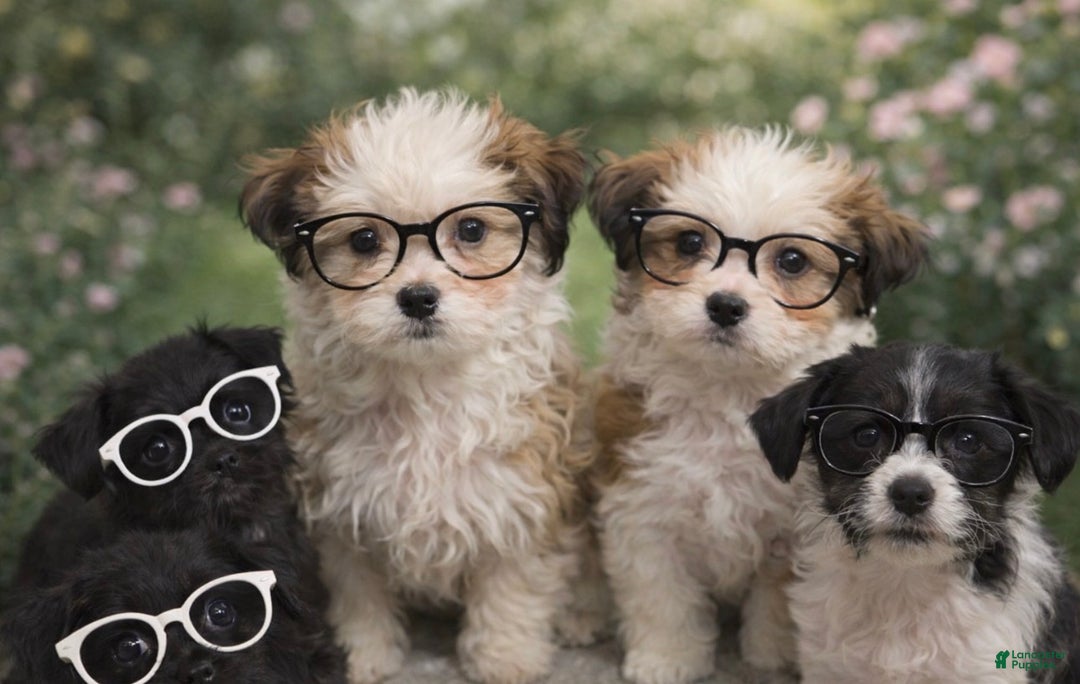 Shihpoo dogs for sale: Trell - Ad 3