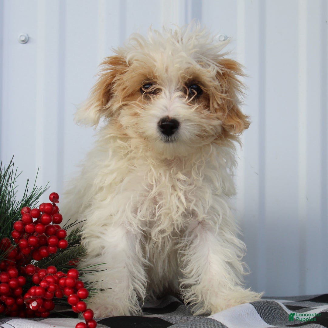 Maltipoo dogs for sale: Delilah - Ad 2