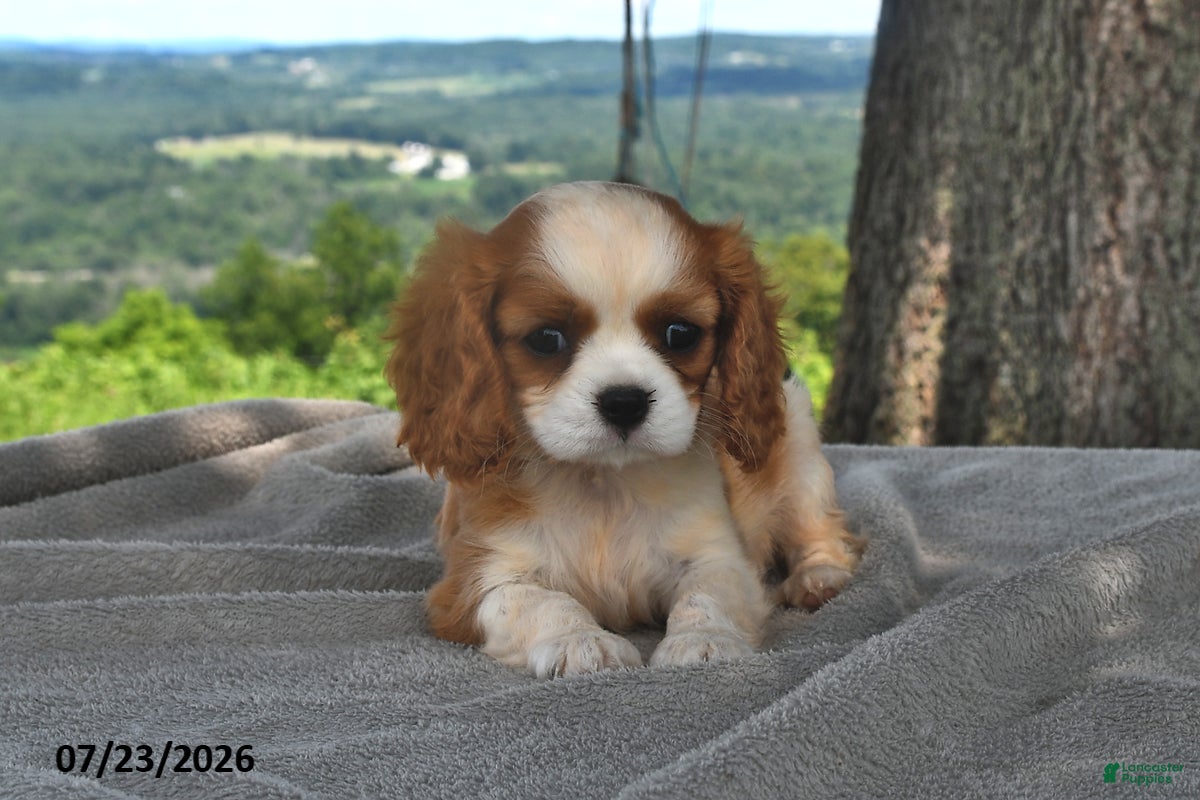 Cavalier King Charles Spaniel dogs for sale: Miley   - Ad 2