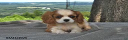 Cavalier King Charles Spaniel dogs for sale: Miley   - Ad 1