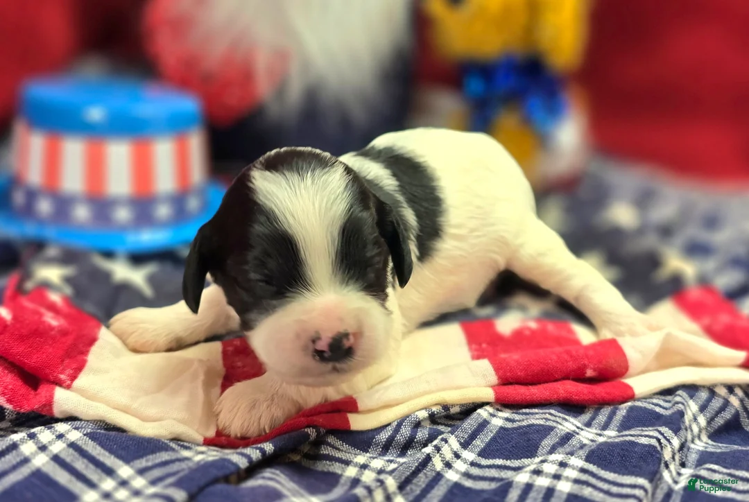 Cavapoo dogs for sale: Laramie - Ad 1