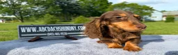 Miniature Dachshund dogs for sale: Russian AKC boy - Ad 11