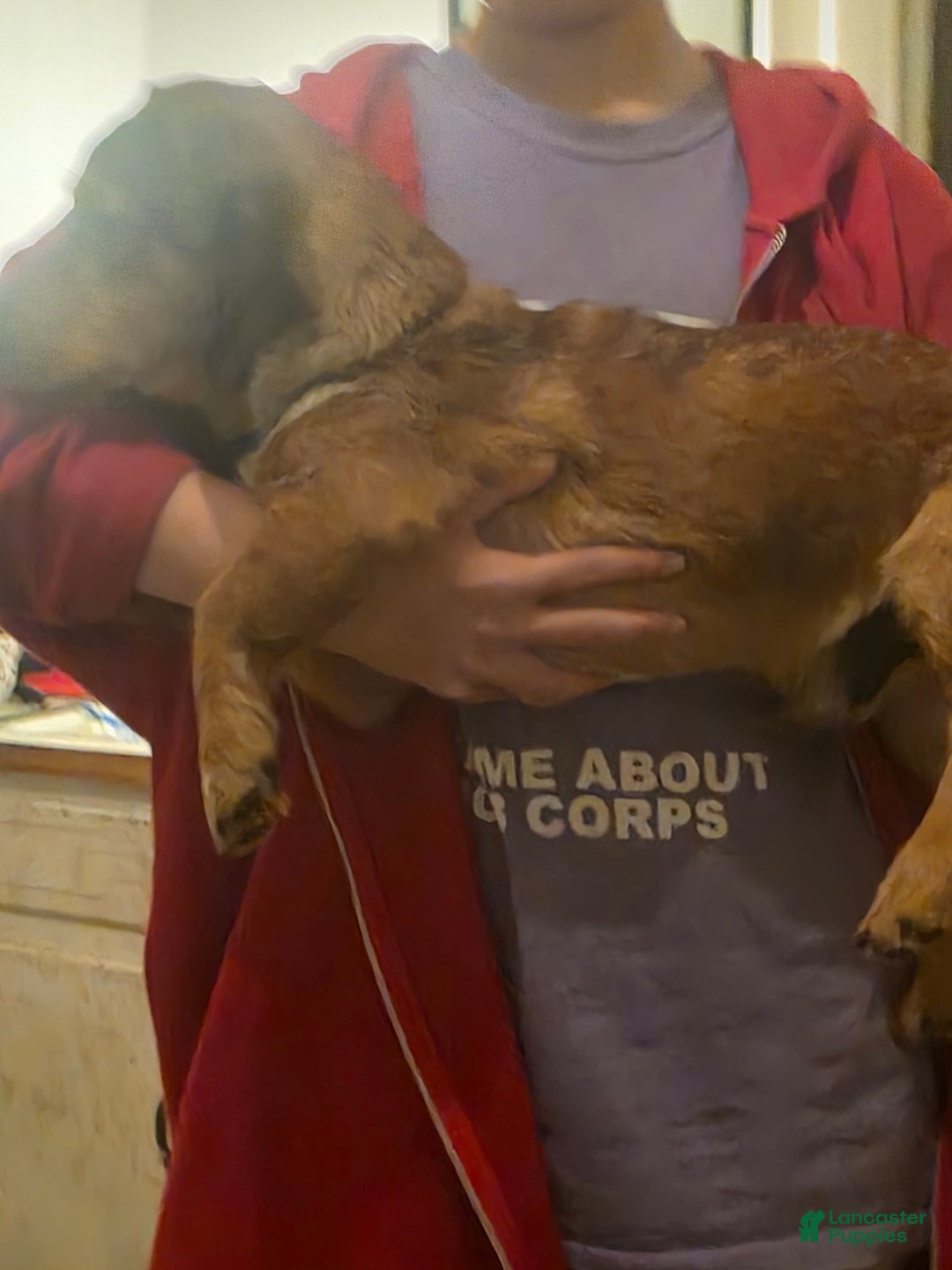 Mixed Breed dogs for sale: Buddy - Ad 3