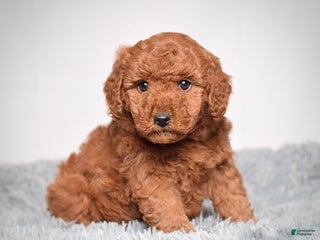 Mini Goldendoodle dogs - Ad 7