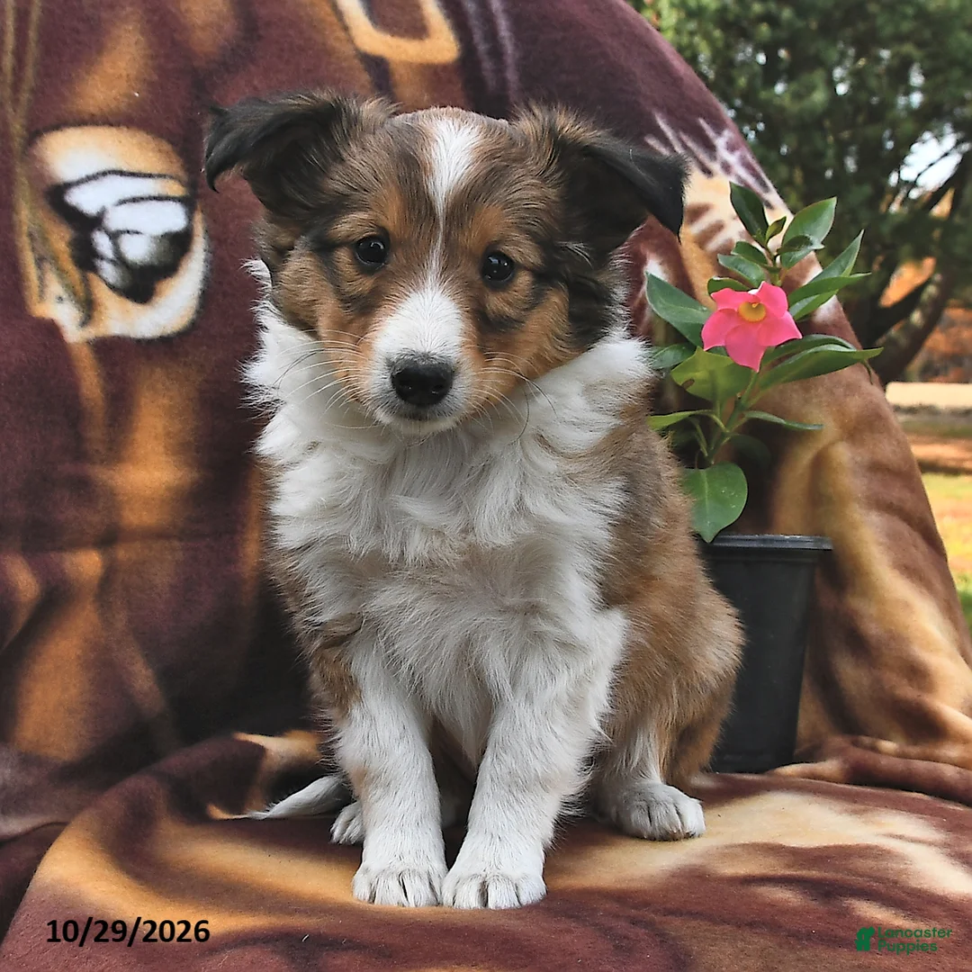 Shetland Sheepdog dogs for sale: Rosie  - Ad 2