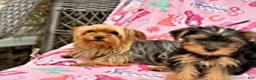 Yorkshire Terrier dogs for sale: Jason - Ad 11