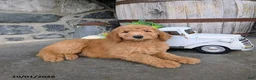 Goldendoodle dogs for sale: Axel - Ad 1