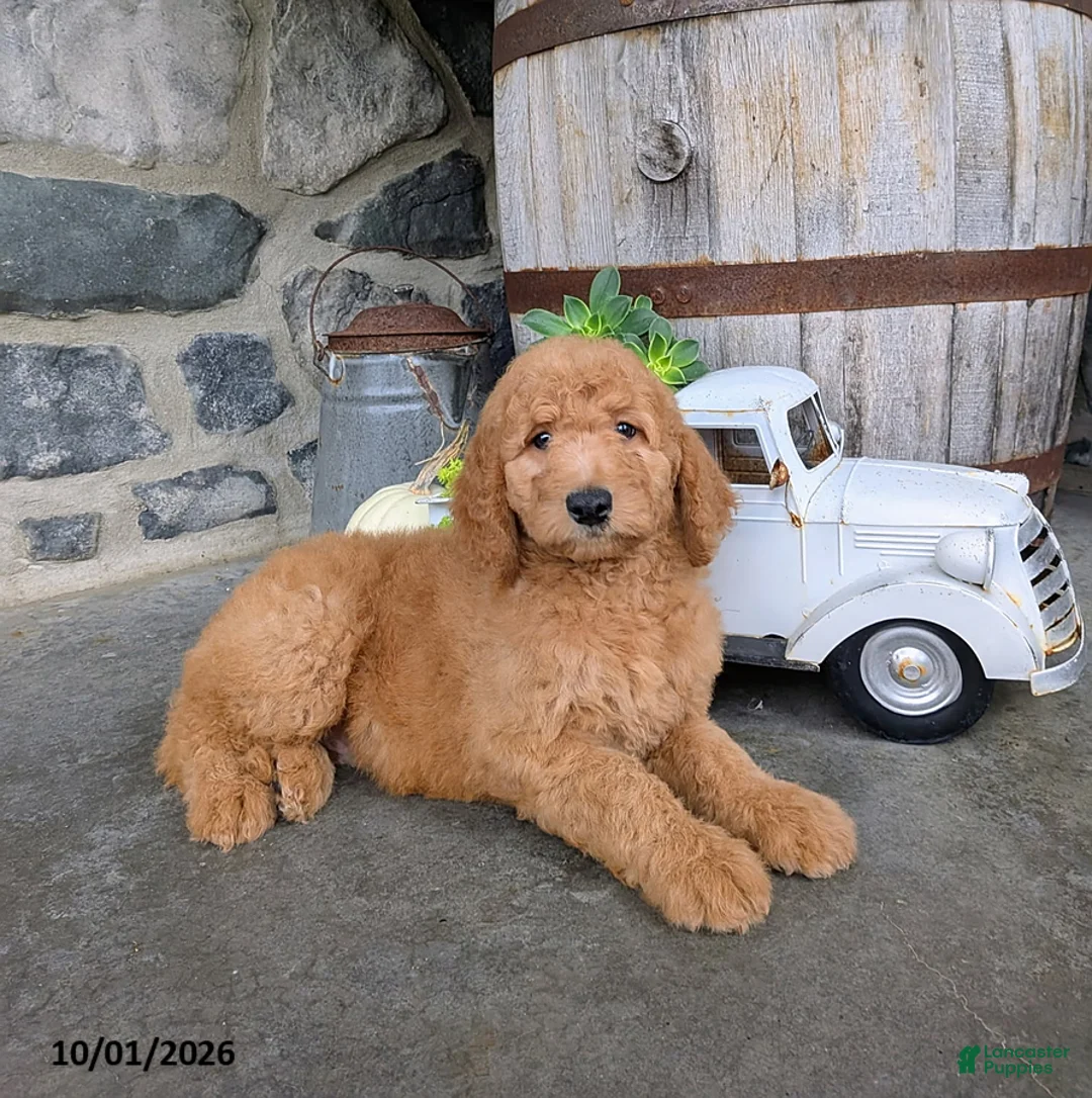 Goldendoodle dogs for sale: Axel - Ad 1