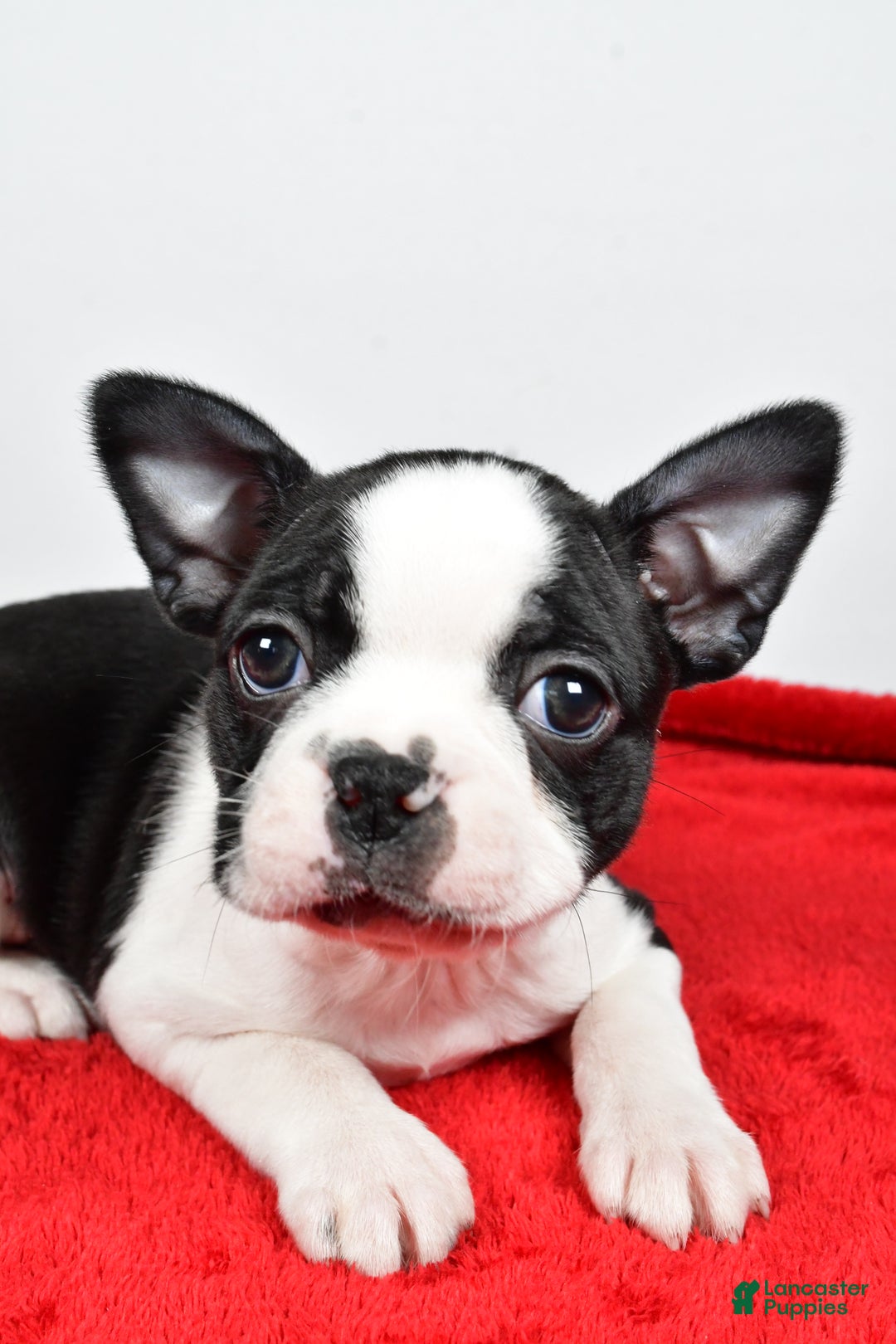Boston Terrier dogs for sale: Hailey - Ad 6