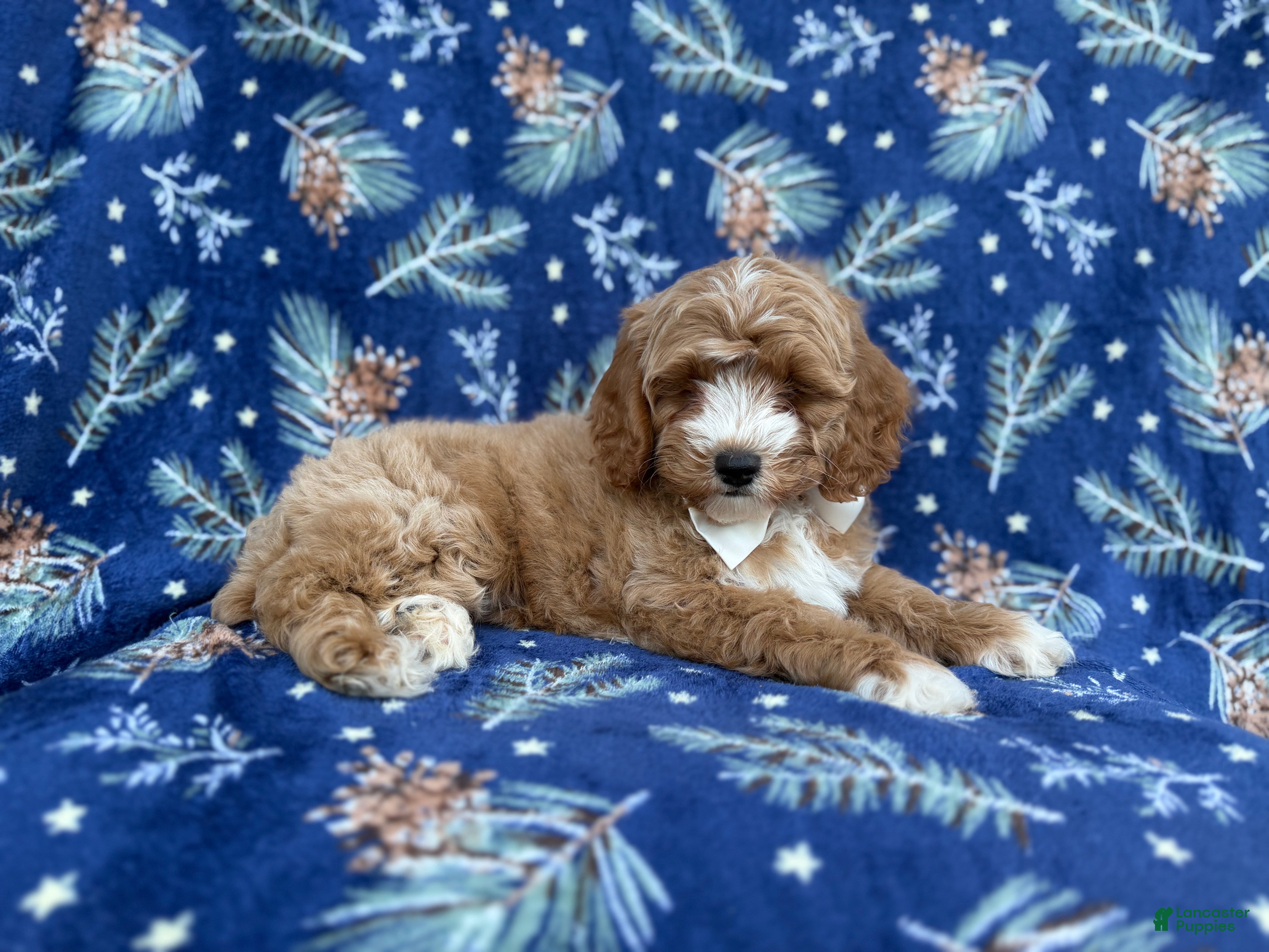 Cockapoo dogs Boots - Ad 4