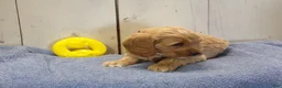 Cockapoo dogs for sale: Barry - Ad 2