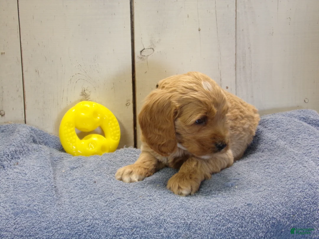 Cockapoo dogs for sale: Barry - Ad 2