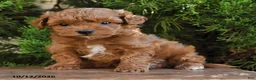 Cavapoo dogs for sale: Titus - Ad 3