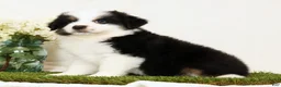 Miniature Australian Shepherd dogs for sale: Pluto - Ad 4