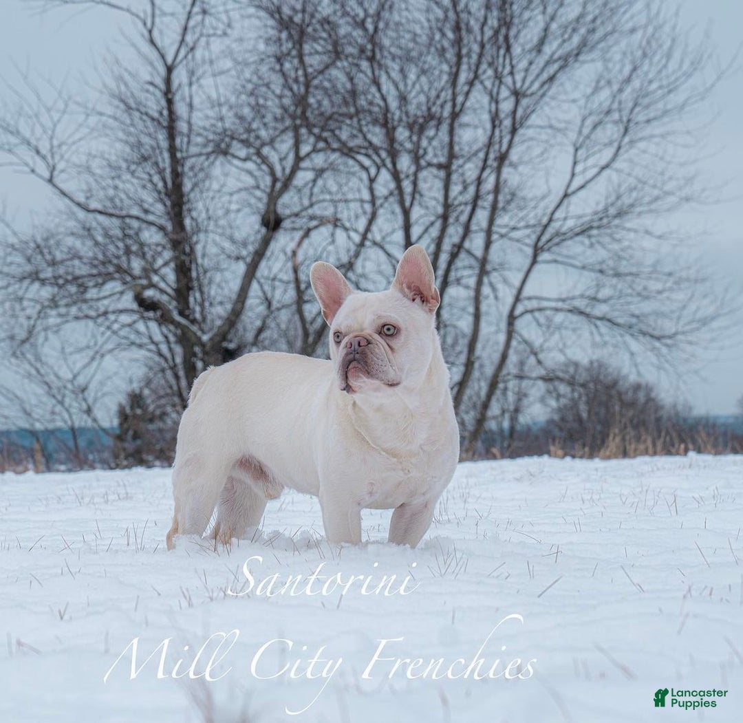 French Bulldog dogs for sale: French Bulldog Puppy 6 - Ad 3