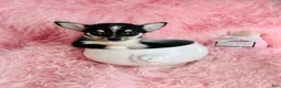 Chihuahua dogs for sale: Chihuahua Puppy 1 - Ad 1