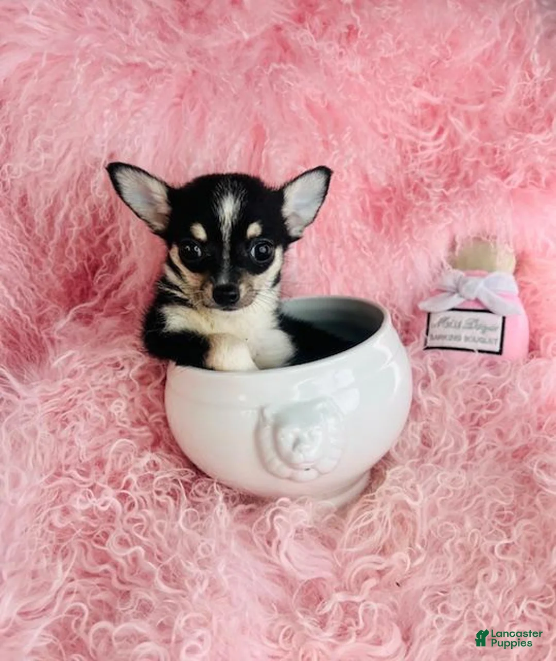 Chihuahua dogs for sale: Chihuahua Puppy 1 - Ad 1