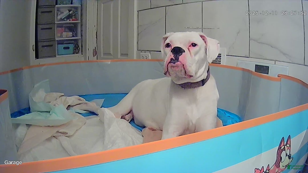 Boxer dogs for sale: Green - Ad 8