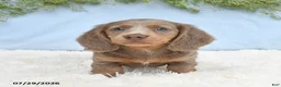 Miniature Dachshund dogs for sale: Tyler - Ad 4
