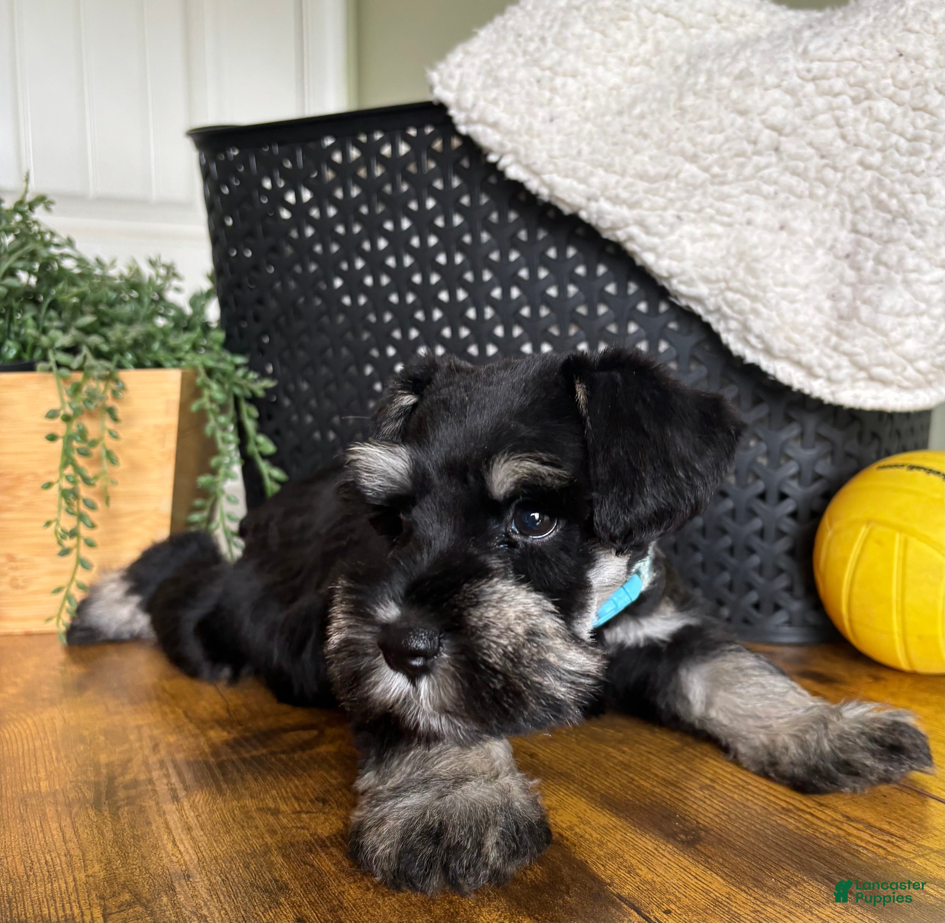 Miniature Schnauzer dogs Titan - Ad 2