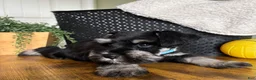 Miniature Schnauzer dogs for sale: Titan - Ad 2