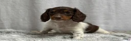 Miniature Dachshund dogs for sale: Birdie - Ad 6