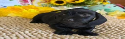 Miniature Dachshund dogs for sale: Blackie - Ad 3
