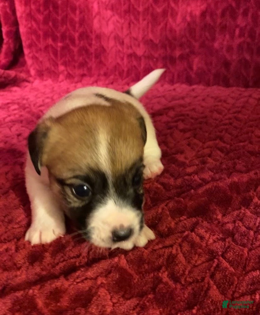 Jack Russell Terrier dogs Jack Russell Terrier Puppy 3 - Ad 2