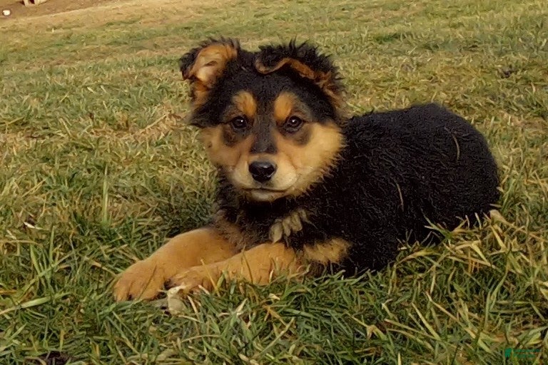 Mixed Breed dogs Aspen - Ad 1