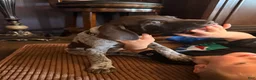 German Shorthaired Pointer dogs for sale: German Shorthaired Pointer Puppy 1 - Ad 5