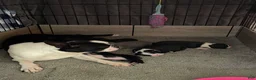 Boston Terrier dogs for sale: Boston Terrier 1 - Ad 6