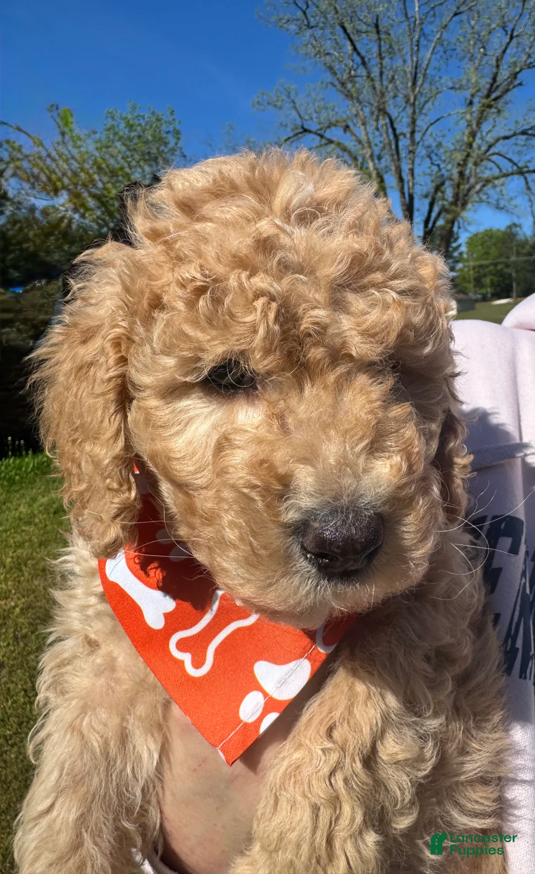 Goldendoodle dogs for sale: Goldendoodle Puppy 2 - Lucky Orange Collar - Ad 2