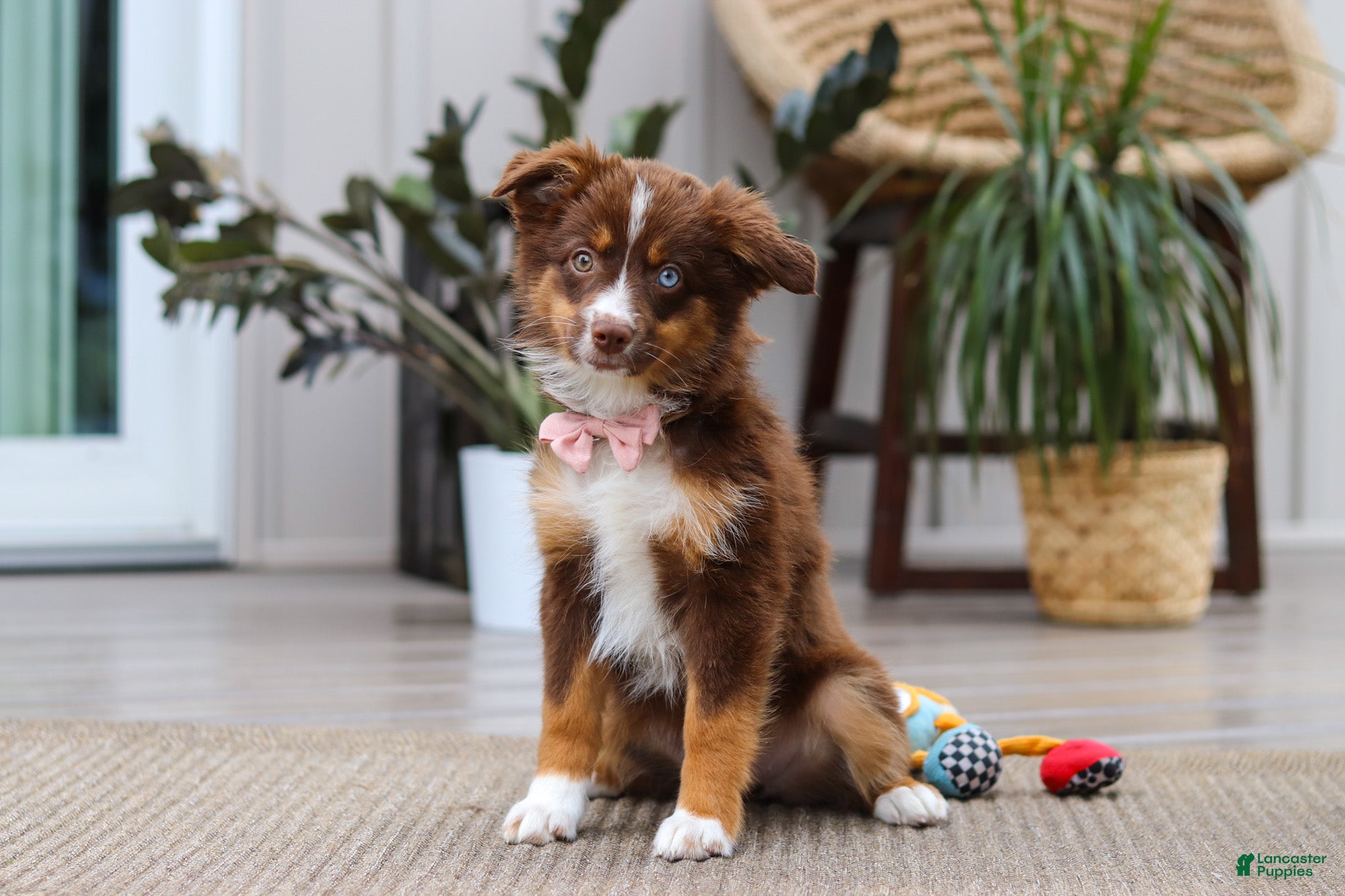 Australian Shepherd dogs Zinna - Ad 2