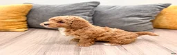 Mini Goldendoodle dogs for sale: Jenny - Ad 7