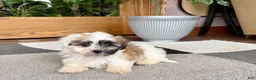 Mixed Breed dogs for sale: Lhasa/Coton male 1 - Ad 1