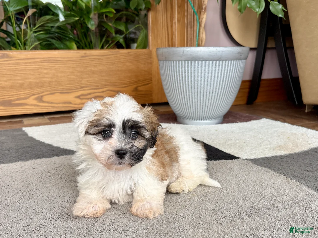 Mixed Breed dogs for sale: Lhasa/Coton male 1 - Ad 1