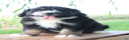 Bernedoodle dogs for sale: Hunter - Ad 3